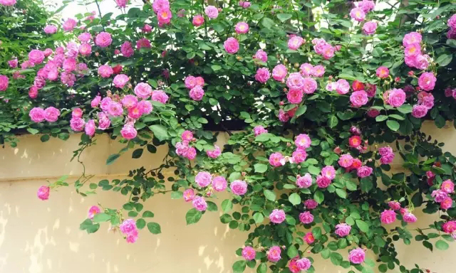 你的院子里有夢(mèng)境般的花果藤架嗎？